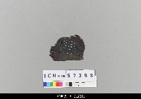 藏品(中國湖北皮影戲盔帽)的圖片